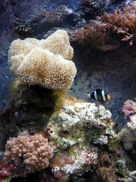 鱼类及珊瑚礁 — 图库照片