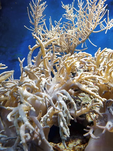 Coral amarillo — Foto de Stock