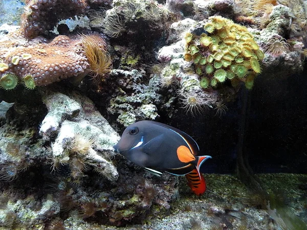 Peces negros y coral — Foto de Stock
