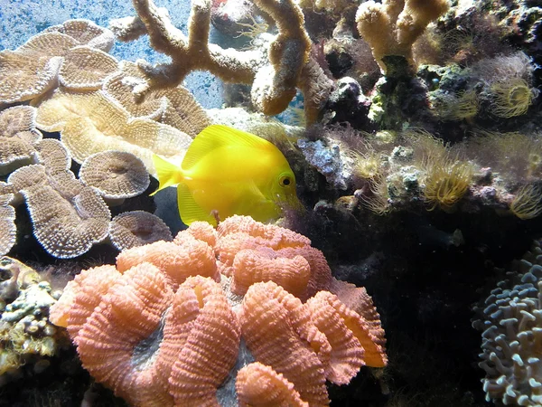 Růžové korály a žluté ryby — Stock fotografie