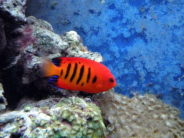 Pescado rojo y coral — Foto de Stock