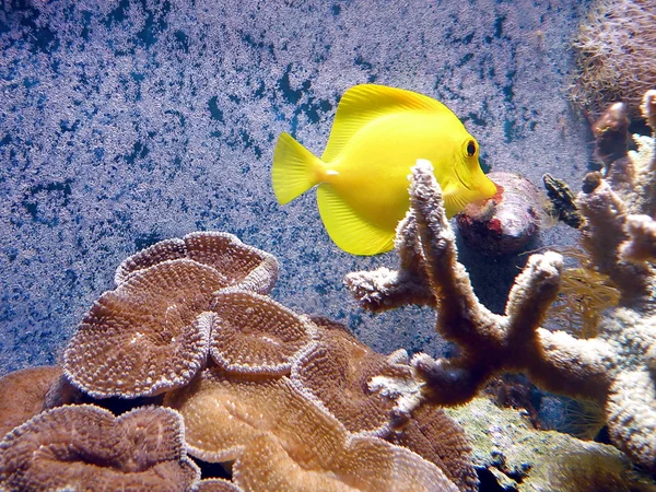 Gouden vissen en koraal — Stockfoto