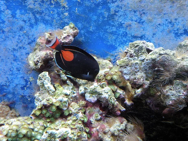 Peixe preto e coral — Fotografia de Stock