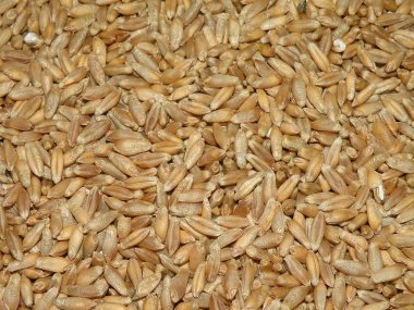 Triticale grain clipart