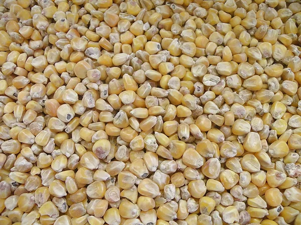Złoty kukurydzy — Zdjęcie stockowe