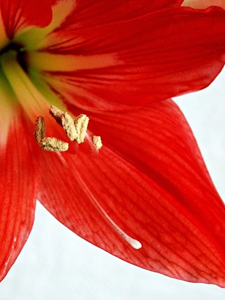 赤いアマリリス — ストック写真