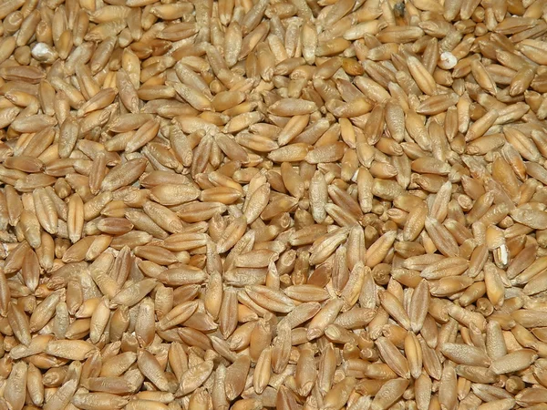 Tritikale tahıl — Stok fotoğraf