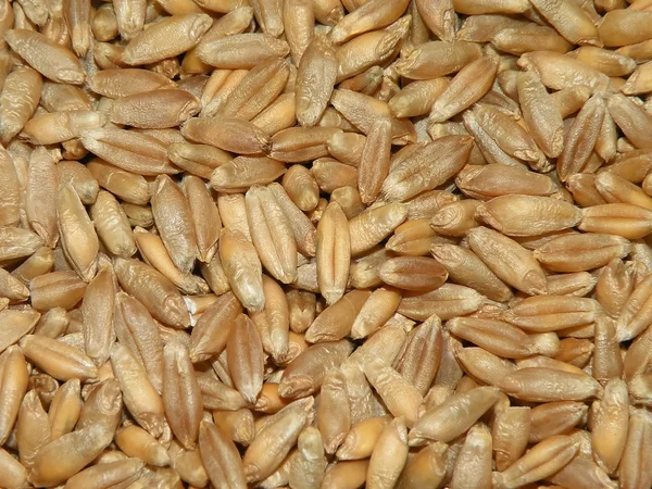 Тритикальное зерно — стоковое фото