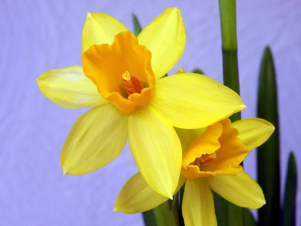 Цветок желтого нарцисса — стоковое фото