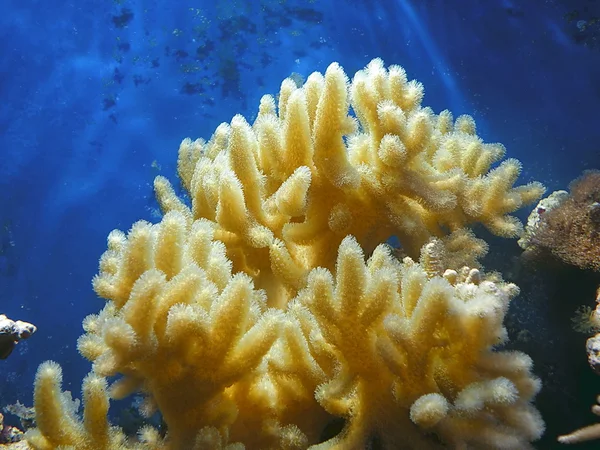 Žlutá korálový útes — Stock fotografie