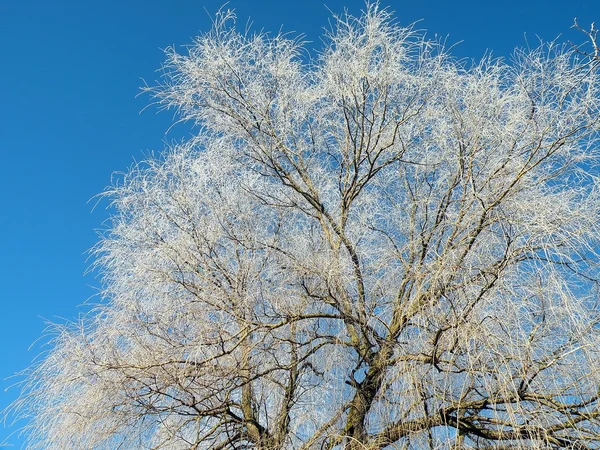 Frosten kış ağaç — Stok fotoğraf