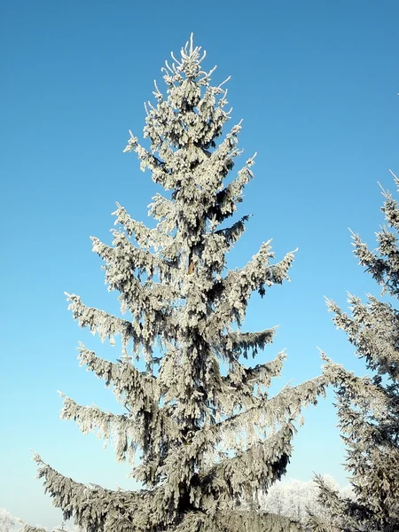 Frosten köknar ağacı — Stok fotoğraf