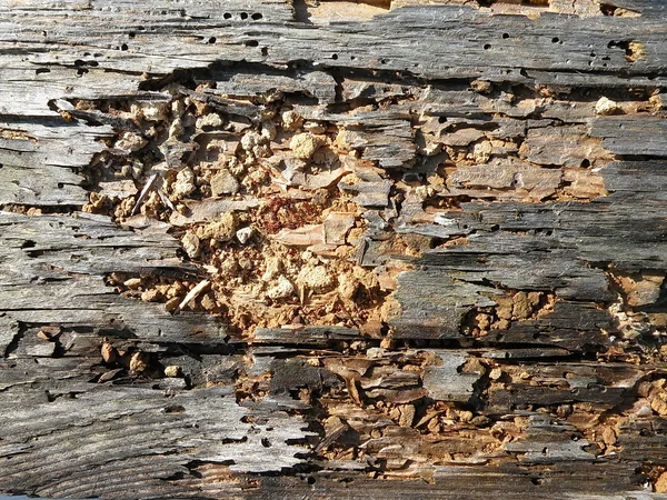Vecchio albero erode — Foto Stock