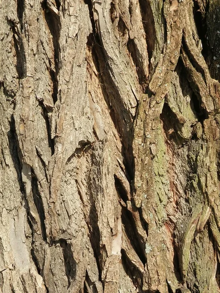 Alte Rinde des Baumes — Stockfoto