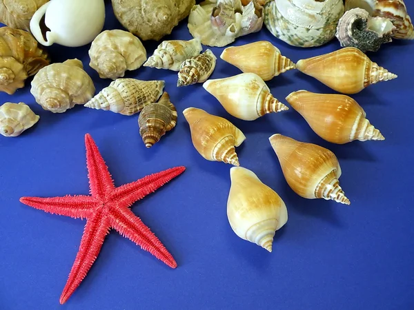 贝壳和红星 — 图库照片