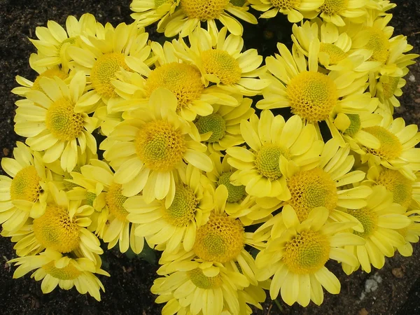 Flores margueritas amarelas — Fotografia de Stock