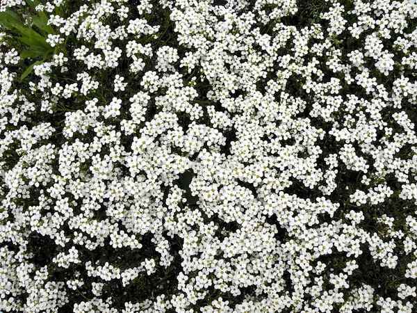 Flores blancas —  Fotos de Stock