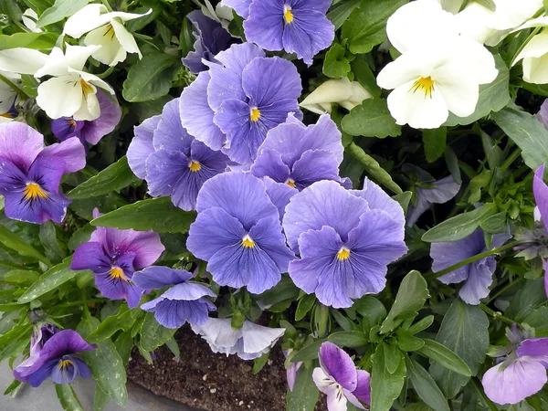Viola azul —  Fotos de Stock