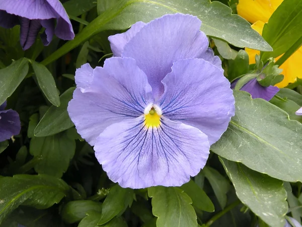 Blue Viola — Stock Photo, Image