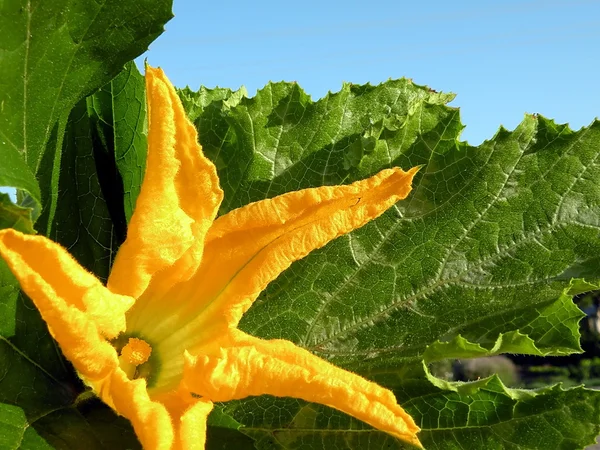 Zucchiny çiçek — Stok fotoğraf