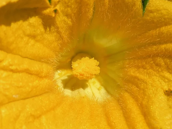 Zucchiny blomma — Stockfoto