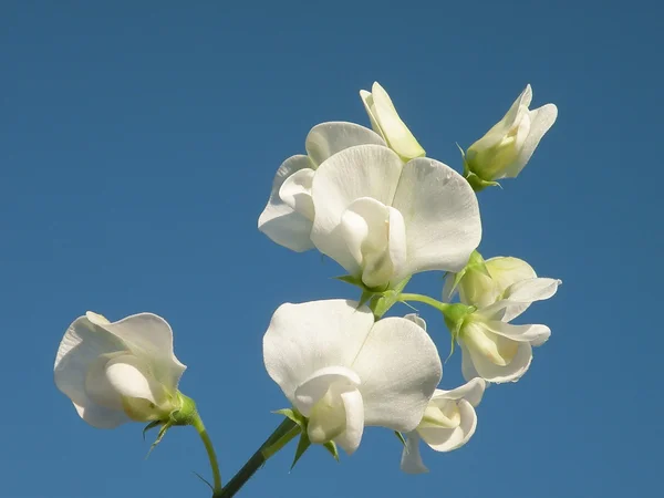 Fleur de pois blanc — Photo
