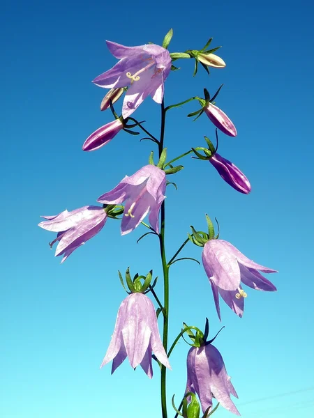Flor violeta — Fotografia de Stock