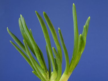 Green onion clipart