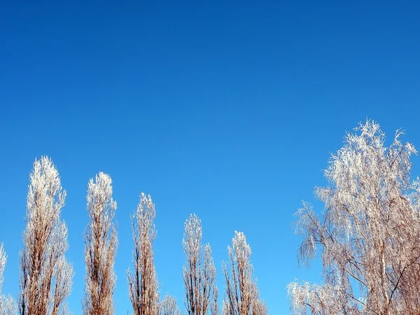 Zugefrorene Bäume — Stockfoto