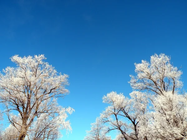 Frosten дерево — стокове фото