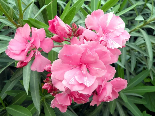 Roze oleander — Stockfoto