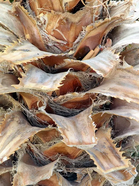 Текстура пальмового ствола — стоковое фото