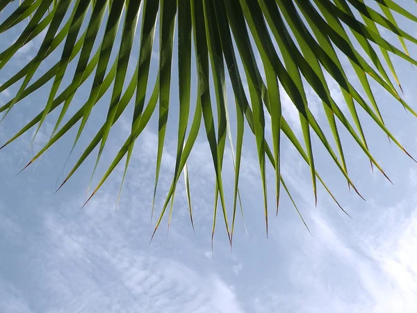 Palmový list — Stock fotografie