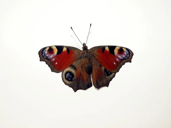 Czerwony motyl — Zdjęcie stockowe