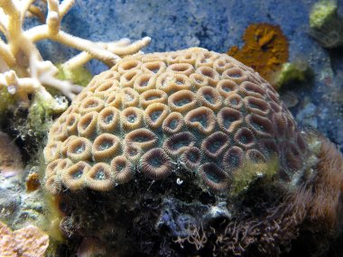 mercan resifi