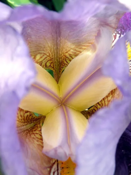 Flor de iris violeta —  Fotos de Stock