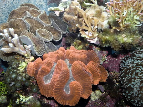 Коралловые судьи — стоковое фото