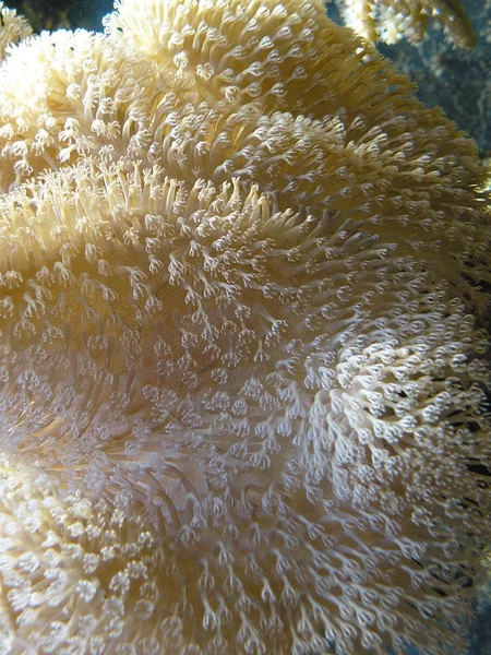 Gul korallrev — Stockfoto