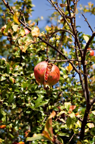 Granatapfelfrucht auf dem Baum — Stockfoto