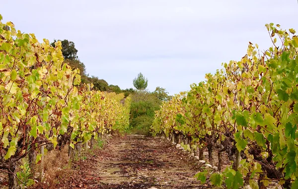 Vineyard countryside — Stock Photo, Image
