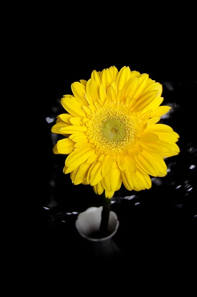 stock image Yellow Gerbera Flower