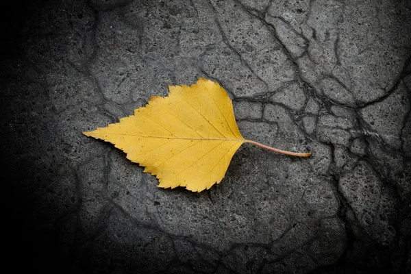 stock image Autumn composition