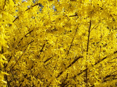 Yellow blossoms of forsythia bush clipart