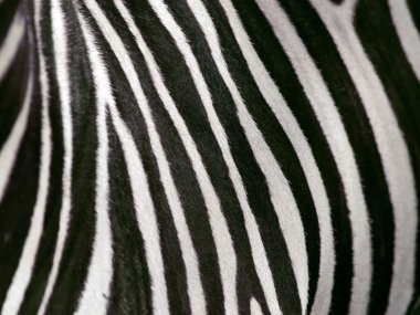 Zebra texture clipart