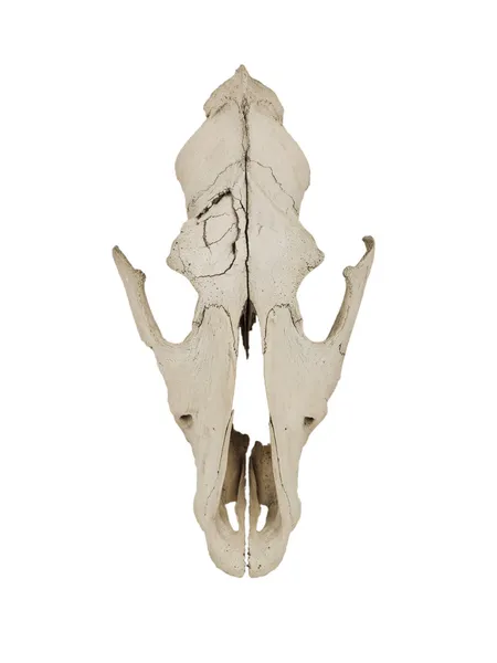 Köpek skull — Stok fotoğraf