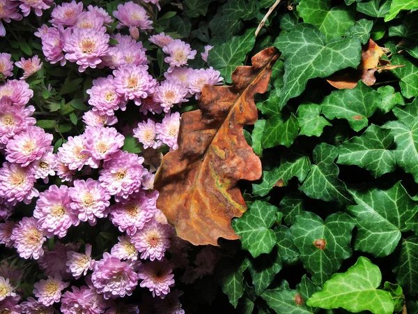 Tri colors of autumn — Stock Photo, Image