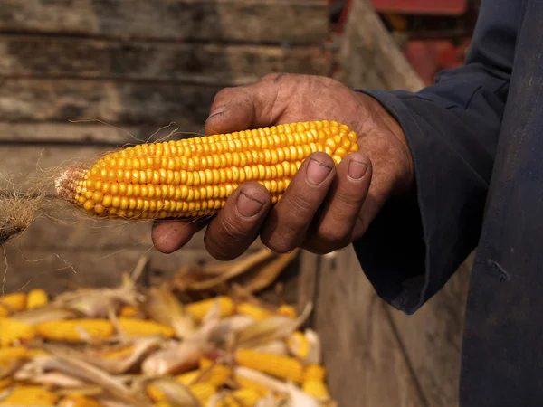 Mano sosteniendo mazorca de maíz — Foto de Stock