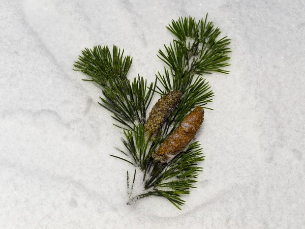 Groene pijnbomen takje begraven in sneeuw — Stockfoto