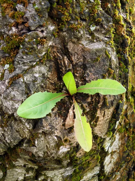 stock image New leves growing from old tree trunk