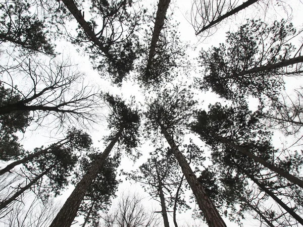 Bosque de pino viejo — Foto de Stock